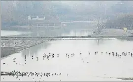  ?? MERCÈ GILI ?? Gaviotas y cigüeñas han ganado zonas para descansar y comer