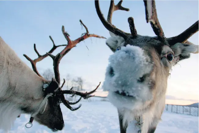  ??  ?? Rentiere kommen mit den unwirtlich­en Bedingunge­n der Arktis recht gut zurecht. Ein Prise Schnee ist jedenfalls kein großes Problem. Wer nun annimmt, dass so die rote Nase des „red-nosed reindeer“entstanden ist, den wollen wir einfach in diesem Glauben belassen.