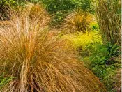  ?? ?? Leave deciduous grasses uncut, so you can enjoy their beauty over winter