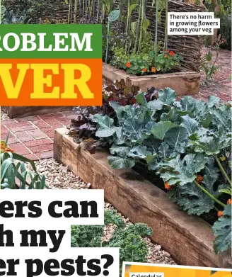  ??  ?? There's no harm in growing flowers among your veg
