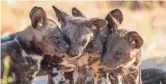  ??  ?? Wild dog pups appear in a scene from Discovery’s “Serengeti.”