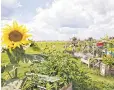  ?? PHILIP KOSCHEL, VISITBERLI­N ?? Sunflowers, rather than jets, aim skyward at Tempelhof.