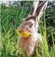  ?? Foto: Carola Schutz ?? Mümmelnder Feldhase in Kadeltshof­en (Landkreis Neu Ulm).