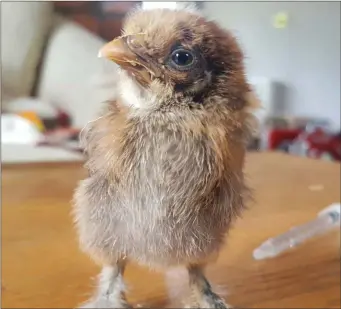  ??  ?? Boots the Bantam chicken is being well cared for by Mrs G