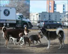  ?? RJ SANGOSTI — THE DENVER POST ?? Dogs play at Zeckenbark Dog Park south of downtown on Nov. 15 in Denver.