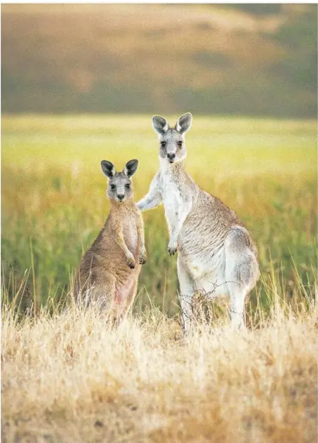  ?? FOTO: ISTOCK ?? Der Bundesstaa­t Victoria im Südosten von Australien will fast 30 Prozent mehr Kängurus zum Abschuss freigeben. Damit sollen in diesem Jahr 166.750 Tiere getötet werden.