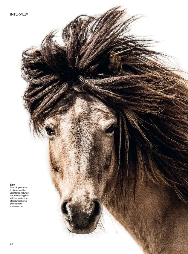  ?? © GUADALUPE LAIZ ?? LION
Guadalupe wanted to showcase the unfettered nature of the animal kingdom with her collection of Icelandic horse photograph­s