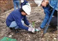  ??  ?? Paula Lare (left) and Andy Kunkle of Philadelph­ia Insurance plant one of the pines Wednesday. The insurer has joined with the Arbor Day Foundation to plant trees in the county.