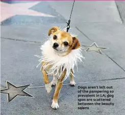  ??  ?? Dogs aren’t left out of the pampering so prevalent in LA; dog spas are scattered between the beauty salons