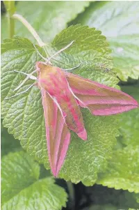  ??  ?? ● Elephant Hawk Moth is active in your● night arden g