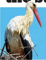  ??  ?? Good parent: Stork sitting on its nest