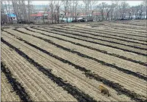  ??  ?? Un tigre de Sibérie (en bas) s’est attaqué à un habitant dans un champ.