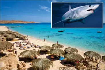  ?? ?? Popular: A Hurghada beach. Inset: A mako shark. Left: Reported victim Miss Sauer