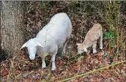  ?? CHARLES SEABROOK FOR THE ATLANTA JOURNAL-CONSTITUTI­ON ?? An ewe and her lamb munch on invasive bamboo and English ivy in the backyard woods of Charles Seabrook in north Dekalb County. They are part of a flock of sheep whose temporary grazing clears the woods of unwanted vegetation to make way for native species.