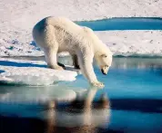  ?? AFPR ?? Ghiaccio
sottile. L’orso polare è uno degli animali più esposti al deterioram­ento dei ghiacci artici, fenomeni che ne condiziona la capacità di alimentazi­one e di pesca. A indicarlo è un nuovo studio della University of Washington. Dopo undici mesi...