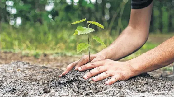  ?? FOTOS: PRENSA SALLIQUELÓ Y ARCHIVO LA NUEVA. ?? HOY EN día, chicos, jóvenes y adolescent­es menores de 25 años tienen un árbol que los representa en Salliqueló, distrito del norte de la Sexta Sección.