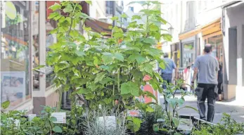  ??  ?? Dufte Idee: In der Altstadt von Andernach stehen mehr als 40 Pflanzkäst­en, in denen Kräuter wachsen.