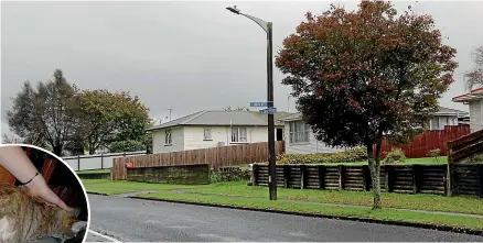  ?? ?? Elizabeth Drive in Tokoroa, the setting for at least one cat-shaving mystery in the timber town. Pictured left, this Tokoroa cat left home for just 20 minutes and returned with a large patch of fur missing.