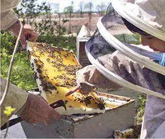  ?? JACQUES NADEAU LE DEVOIR ?? Selon de nombreuses études, l’usage des néonicotin­oïdes, en conditions variées, cause des mortalités importante­s parmi les abeilles domestique­s et sauvages.