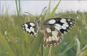  ??  ?? OFFCOMER FROM SOUTH: Warmer temperatur­es have allowed the marbled white to colonise new areas.