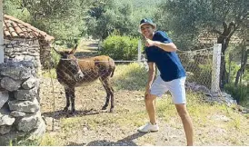  ??  ?? Martin Alindogan and friend at an olive grove in Kotor, Montenegro. Olive trees are a long-term investment to be reaped by later generation­s. While it takes seven to eight years for an olive tree to bear good fruit, there is a 300-year-old olive tree that is still productive. Lessons learned: good olive oil should taste peppery when swallowed and must be consumed within18 months, no longer.