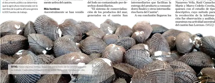  ??  ?? SITIO. Hasta algunos barrios llegan los extractore­s de la concha a vender su trabajo. Cada persona suele extraer entre 150 y 200 conchas por día.