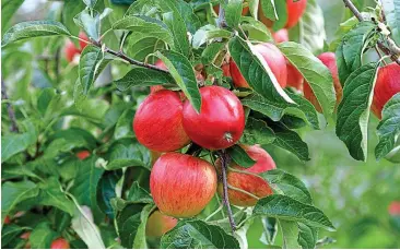  ?? ?? Autumn bounty: Think of planting and pruning apple trees now for a bumper crop