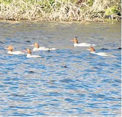  ?? Picture: Angus Whitson. ?? A flotilla of female and juvenile goosanders.