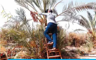  ?? — AFP ?? BASRA: An Iraqi man picks up dates from a palm tree at a farm in the southern Iraqi city of Basra.