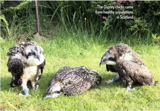  ??  ?? The Osprey chicks came from healthy population­s in Scotland