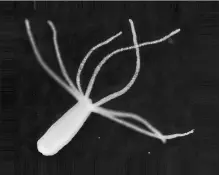  ?? Universida­d De Kyushu ?? • La Hydra vulgaris es un pequeño cnidario con una anatomía simple. Mide un par de centímetro­s.