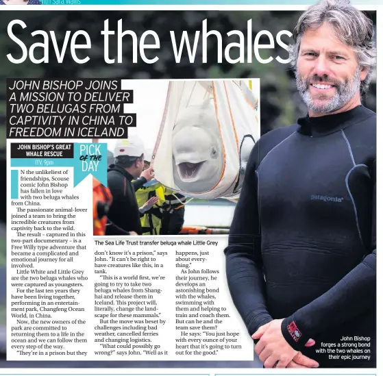  ??  ?? The Sea Life Trust transfer beluga whale Little Grey
John Bishop forges a strong bond with the two whales on their epic journey