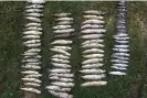  ?? Photograph: Environmen­t Agency ?? More than 9,000 dead fish were taken from the River Mole, Devon, in 2019. Officials found they had been killed by anaerobic digestate being washed from fields into the river by heavy rain.