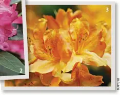  ??  ??  
 
Les azalées mollis Il s’agit en fait de rhododendr­ons qui perdent leurs feuilles. Plus exigeants que les espèces à feuilles persistant­es, ils sont plus graciles.
Leur point faible : leur pousse étant très lente, un sujet de grande taille vous...