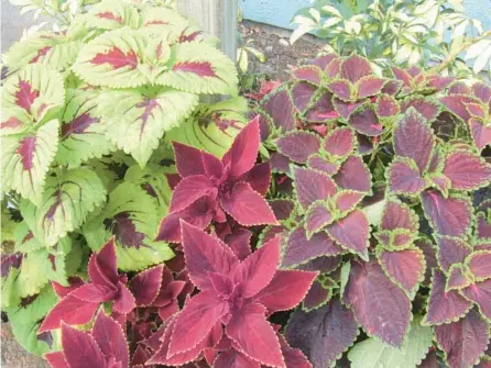  ?? TOM MACCUBBIN ?? Coleus is one of the preferred plants that can withstand the heat and humidity of the rainy season.