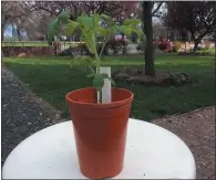  ?? UC MASTER GARDENER RANDY SWETT — CONTRIBUTE­D ?? Tomatoes can be started inside before being transplant­ed via pot to the garden.