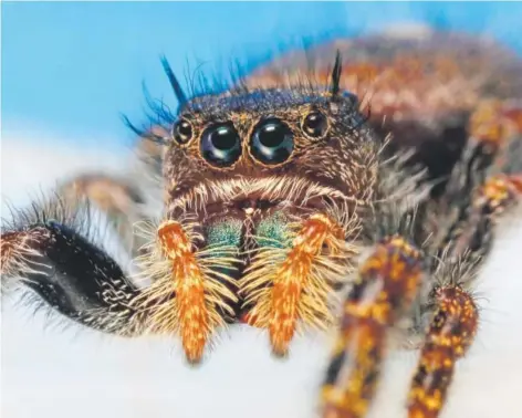  ??  ?? The face of a bold jumper spider. Spiders eat at least as much meat as all 7 billion humans on the planet combined, who consume about 400 million tons of meat and fish each year. Joseph Berger, bugwood.org