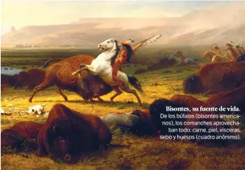  ??  ?? Bisontes, su fuente de vida. De los búfalos (bisontes americanos), los comanches aprovechab­an todo: carne, piel, vísceras, sebo y huesos (cuadro anónimo).