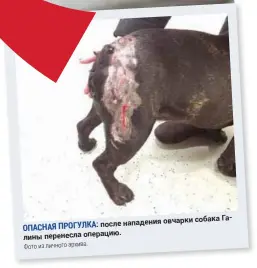  ?? Фото из личного архива. ?? нападения овчарки собака ГаОПАСНАЯ ПРОГУЛКА: после лины перенесла операцию.