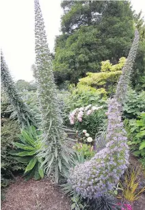  ??  ?? These magnificen­t plants, seen early in the summer on the Gorge Walkway, are Echium pininana, also known as Tower of Jewels.