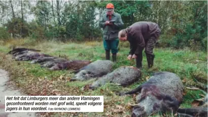  ?? Foto RAYMOND LEMMENS ?? Het feit dat Limburgers meer dan andere Vlamingen geconfront­eerd worden met grof wild, speelt volgens jagers in hun voordeel.