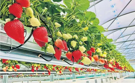  ??  ?? Peter Stirling is frustrated by supermarke­ts stocking Spanish strawberri­es while Angus fruit lies unsold.