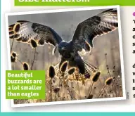  ?? A la m y ?? Beautiful buzzards are a lot smaller than eagles