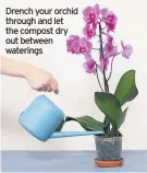  ??  ?? Drench your orchid through and let the compost dry out between waterings