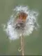  ??  ?? 15. Ich sehe was, was du nicht siehst. Wales im Frühling, eine überrascht­e Feldmaus im Löwenzahn. © Nigel Hodson, Vereinigte­s Königreich, Open, Wildlife, 2018 Sony World Photograph­y Awards.