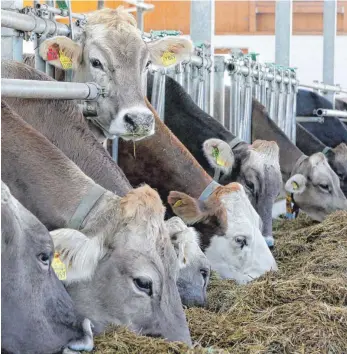  ?? FOTO: MATTHIAS BECKER ?? Der heiße und trockene Sommer 2018 sorgt bei manchen Landwirten jetzt für Knappheit beim Füttern der Tiere.