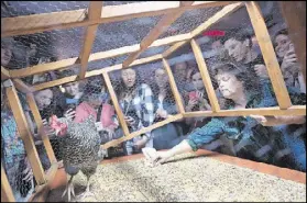  ?? MATT MCCLAIN / WASHINGTON POST ?? Little Longhorn Saloon owner Terry Gaona cleans up chicken droppings.