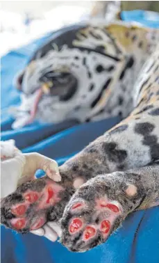  ?? FOTO: EVARISTO SA/AFP ?? Ein Jaguar mit verbrannte­n Pfoten. Unzählige Raubkatzen kamen bei den Bränden im brasiliani­schen Regenwald ums Leben.