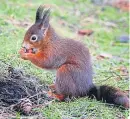  ??  ?? Red squirrels carry bacteria.