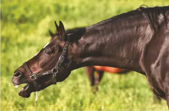  ??  ?? DISTINCTIV­E: Choke in horses can be serious but does not pose an imminent risk of death: The problem is a blockage of the esophagus (the passage from throat to stomach) but the windpipe—and ability to breathe—is not affected.